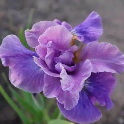 Ирис ХЭВИНГ ФАН сибирский в Полоцке