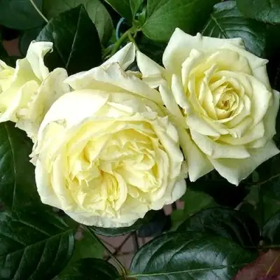 Роза ЭЛЬФ плетистая в Полоцке