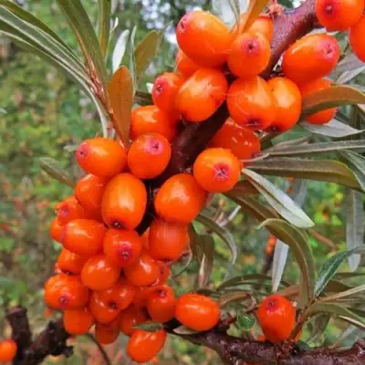 Облепиха ДЖЕМОВАЯ в Полоцке