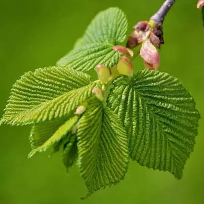 Вяз обыкновенный в Полоцке