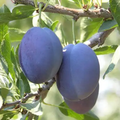 Слива СТЭНЛИ в Полоцке