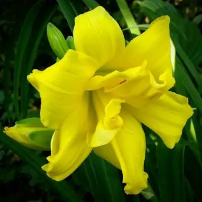 Лилейник ДАБЛ РИВЕР ВАЙ гибридный в Полоцке