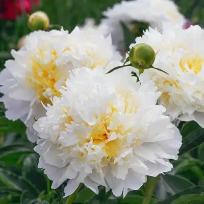 Пион ЧЕДДЕР ЧИЗ травянистый в Полоцке