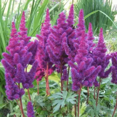 Астильба БЛЭК ЭНД БЛУ китайская в Полоцке