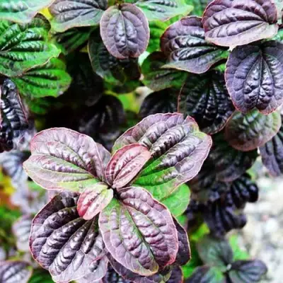 Дерен КОМПРЕССА кроваво-красный в Полоцке