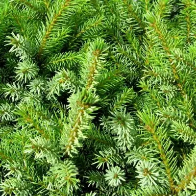 Ель НАНА сербская в Полоцке