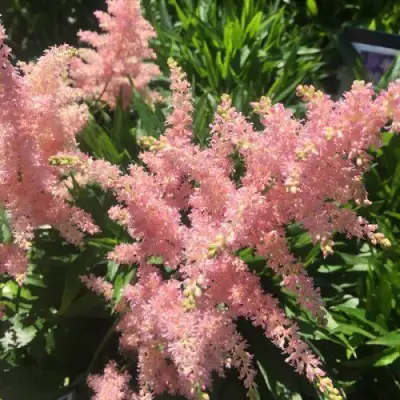 Астильба БРЕССИНГЕМ БЬЮТИ Арендса в Полоцке