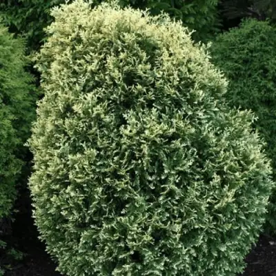 Туя ЛИТОМИШИЛ западная в Полоцке