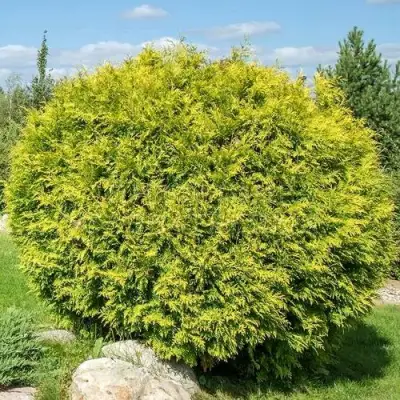 Туя ГОЛДЕН ГЛОБ западная в Полоцке