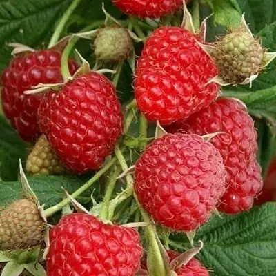 Малина ГЛЕН АМПЛ в Полоцке