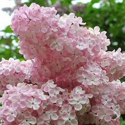 Сирень ВЕЧЕРНИЙ ЗВОН в Полоцке