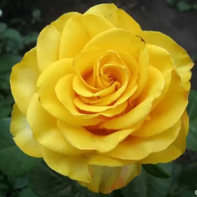 Роза КЕРИО чайно-гибридная в Полоцке