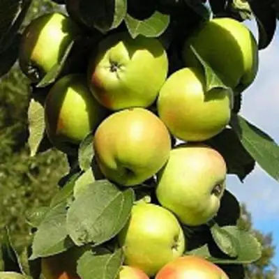 Яблоня ПРЕЗИДЕНТ колонновидная в Полоцке