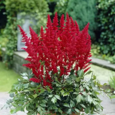 Астильба СПАРТАН Арендса в Полоцке