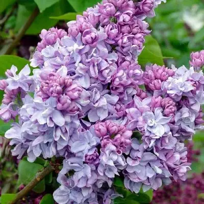 Сирень КАТЕРИНА ХАВЕМЕЙЕР в Полоцке