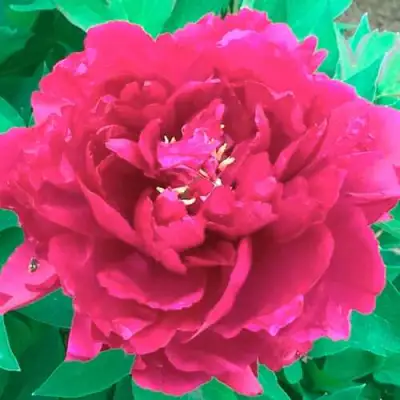 Пион ОСТРОВНОЙ МИНИСТР древовидный в Полоцке