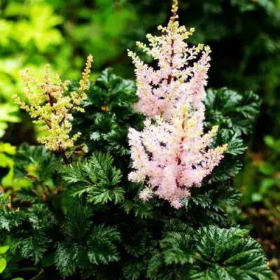 Астильба ЛИЛИПУТ курчавая в Полоцке