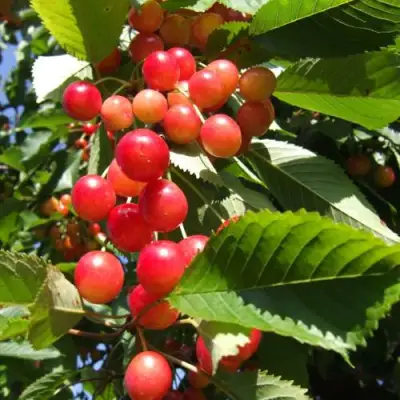 Черешня БРЯНСКАЯ РОЗОВАЯ в Полоцке