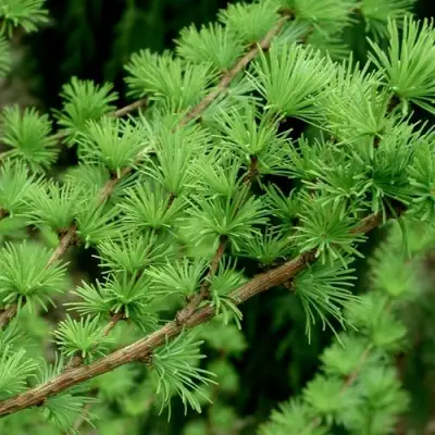 Лиственница европейская в Полоцке