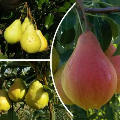 Комплект ТРИ ГРАЦИИ в Полоцке