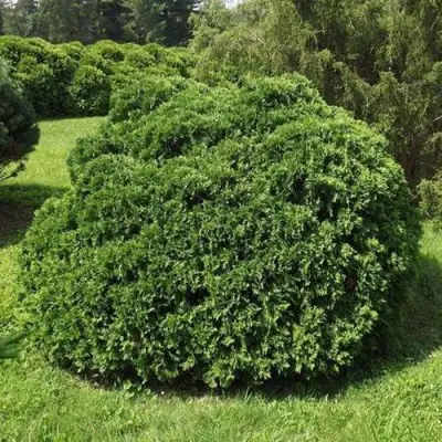 Туя УМБРАКУЛИФЕРА западная в Полоцке