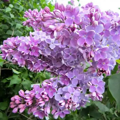 Сирень ОЛЯ в Полоцке