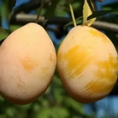 Слива ВАШИНГТОН в Полоцке