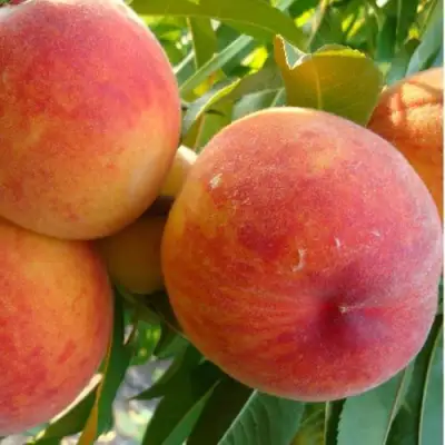 Персик ДИВНЫЙ в Полоцке