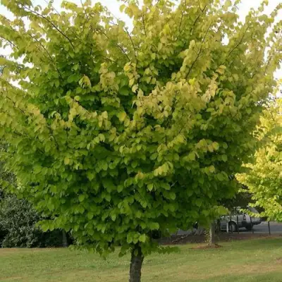 Вяз обыкновенный в Полоцке