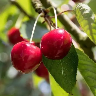 Черешня ТЕРЕМОШКА в Полоцке