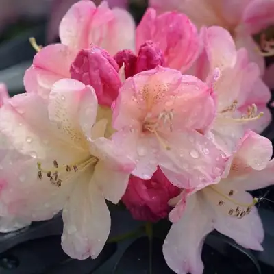 Рододендрон ПЕРСИ ВАЙСМАН в Полоцке