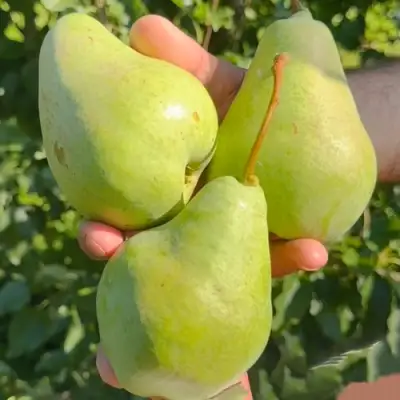 саженцы груши