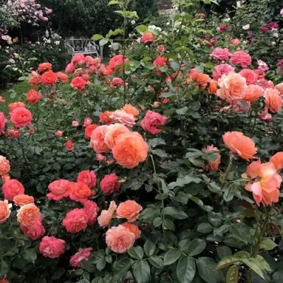 Роза БЕЛЬВЕДЕР шраб в Полоцке