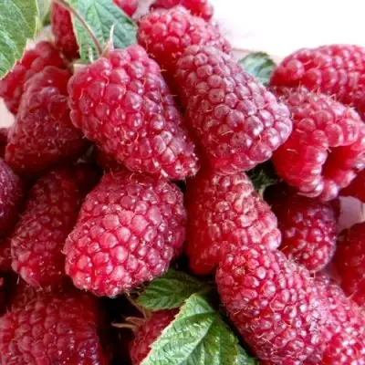 Малина КАСКАД ДЕЛАЙТ в Полоцке