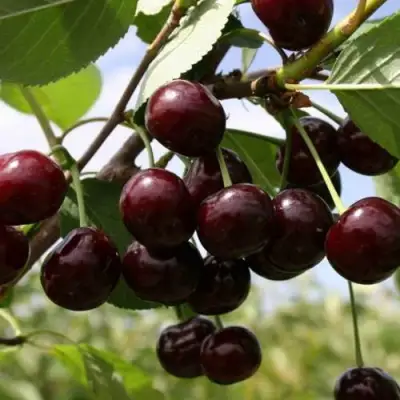 Вишня СВЕРДЛОВЧАНКА степная в Полоцке