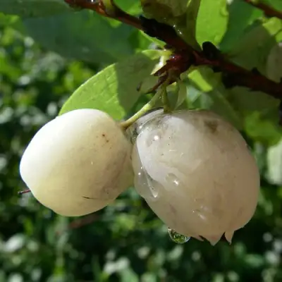 Голубика СНЕГУРОЧКА в Полоцке