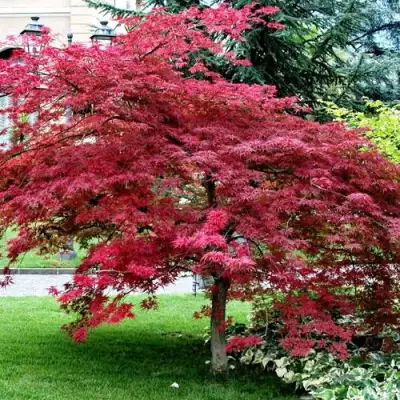 Клен пальмолистный в Полоцке