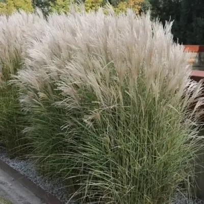 Мискантус КЛЯЙН СИЛЬБЕРСПАЙН китайский  в Полоцке