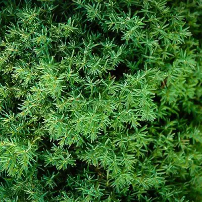 Туя ТЕДДИ западная в Полоцке