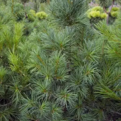 Сосна АРМАНДИ в Полоцке