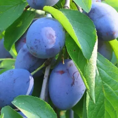 Слива ПЕРДРИГОН в Полоцке