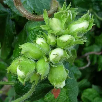 Фундук ВЕББА ЦЕННЫЙ в Полоцке