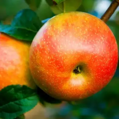 Яблоня АБРИКОСОВАЯ в Полоцке