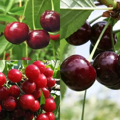 Комплект ВИШНЕВЫЙ САД в Полоцке