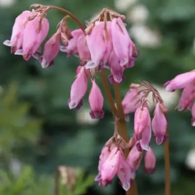 Дицентра изящная в Полоцке
