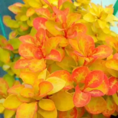 Барбарис САММЕР САНСЕТ тунберга в Полоцке