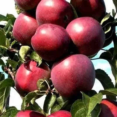 Яблоня СОЗВЕЗДИЕ колонновидная в Полоцке