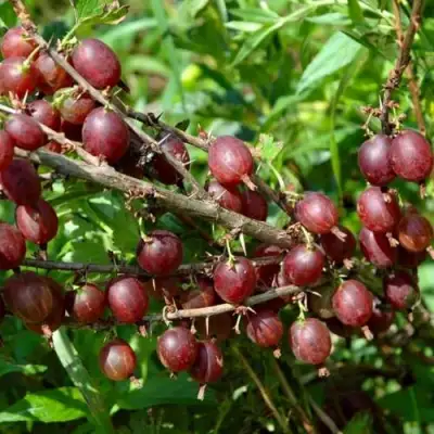 Крыжовник ОЛАВИ (ХИННОНМАЕН ПУНАЙНЕН) в Полоцке