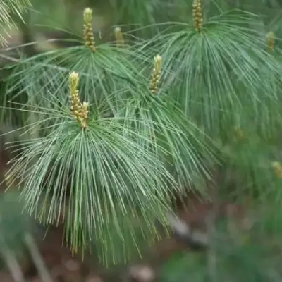 Сосна АРМАНДИ в Полоцке