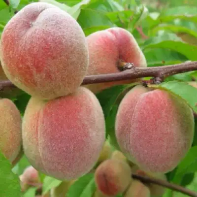 Персик ЕЛГАВСКИЙ в Полоцке